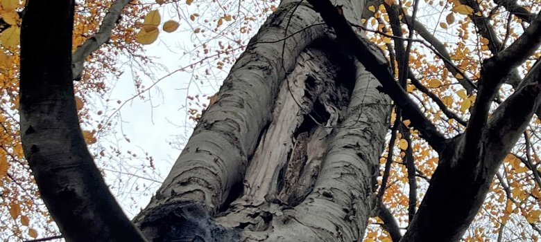 Eine Höhle in einem Baum