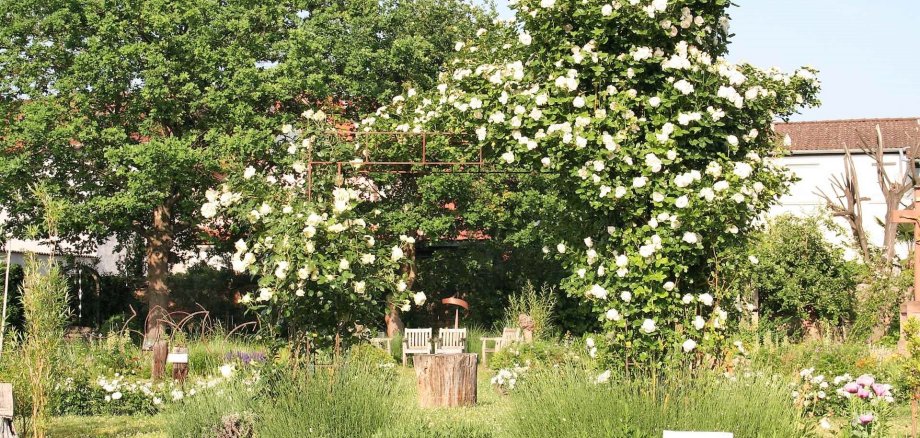 Sommer im Franziskusgarten