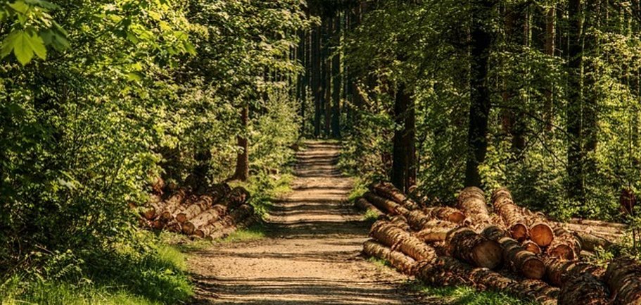 Blick in den Wald